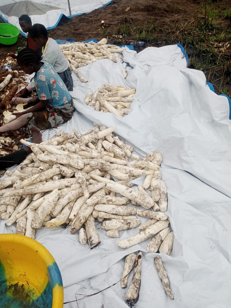 Exploitant agricole tenant une imposante grappe de tubercules de manioc géant fraîchement déterrés sur les parcelles TRIMEPRELY